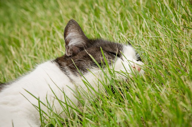 Котовторник 12.07.2016