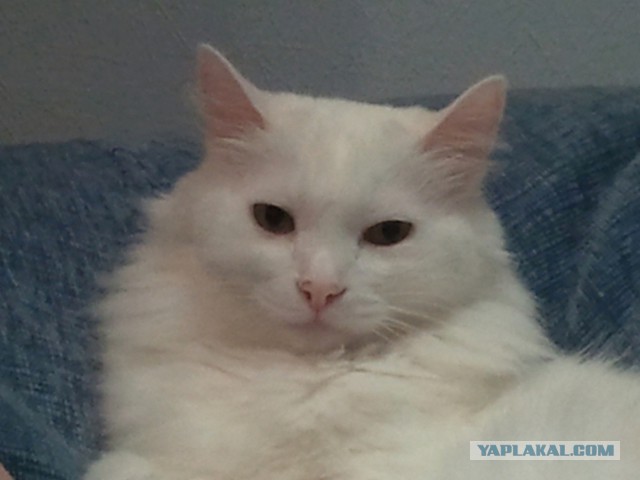 Котёнок с улицы