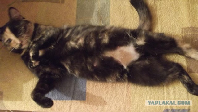 Что делать с котом