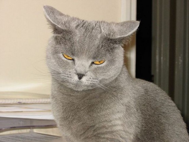 Коты из сети