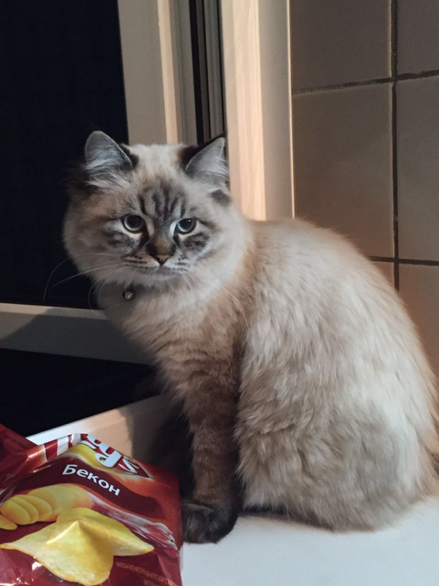 Коты и Кошки