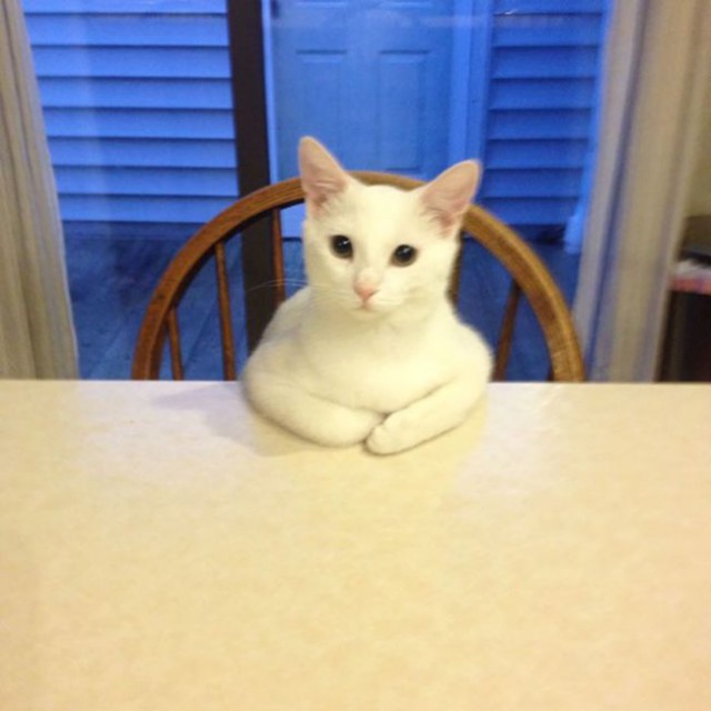 Коты и Кошки