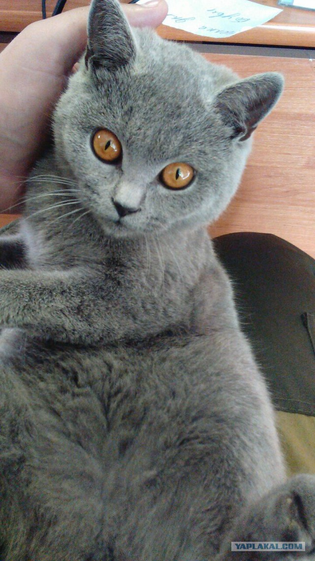 Осеннему котовторнику быть!
