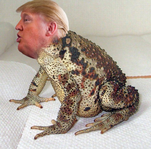 Фотожаба "Профиль Трампа"