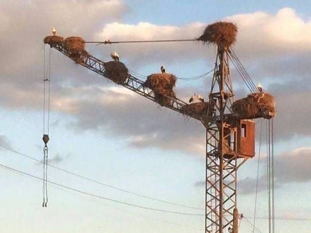 Живность из сети