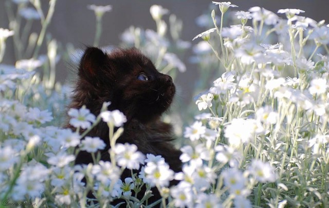 Коты и Кошки