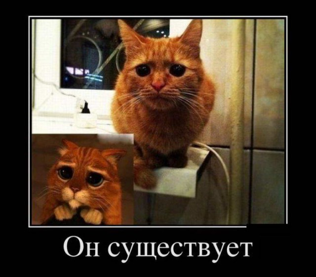 Коты. Отнюдь не ми-ми-ми.