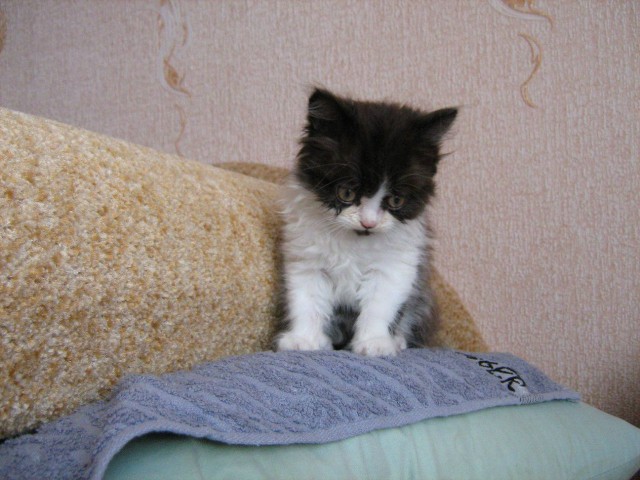 Коты и Кошки
