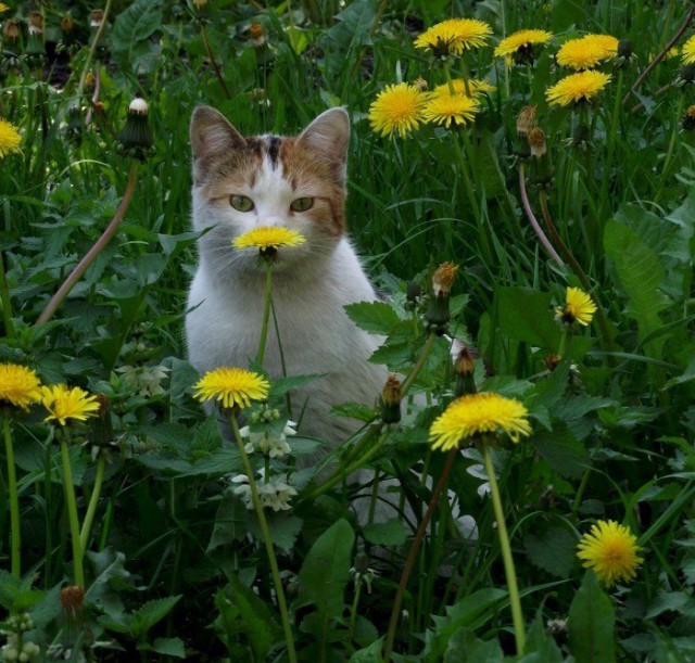 Коты и Кошки