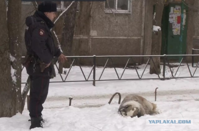 В Курске полицейские застрелили огромную собаку, нападавшую на людей