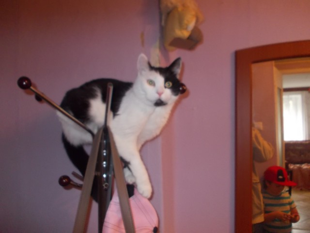 Не верь коту