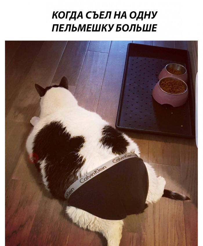 Котовторник 05.06.2018