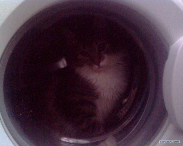Котовторник - С праздником, котоводы!