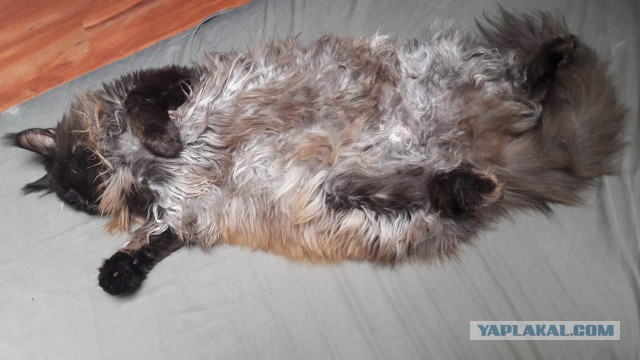 Как я путешествую с котом по миру на машине