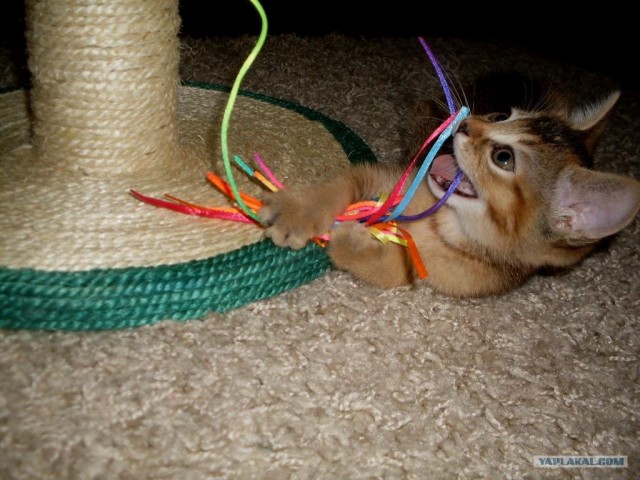 Котовторник  07.06.11