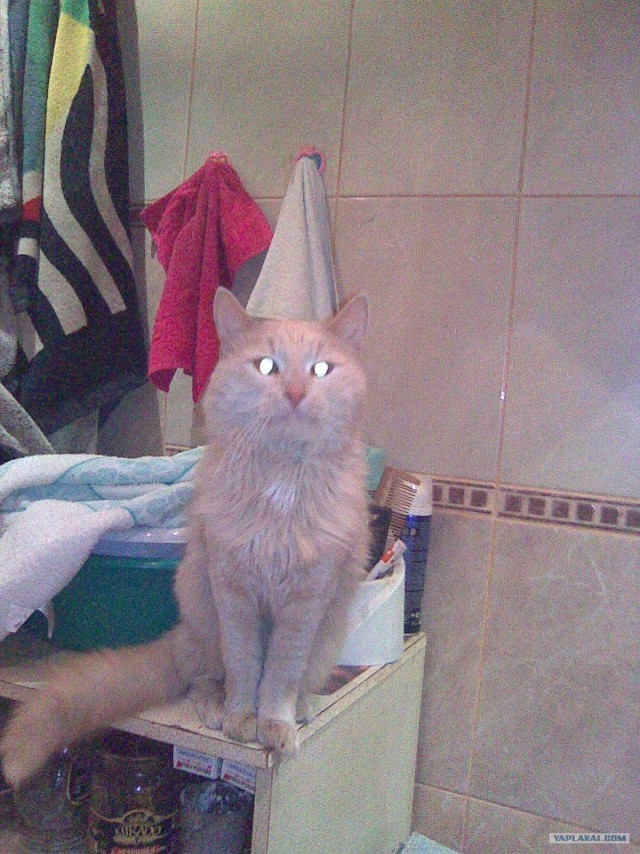 Ну и где ваш котовторник?