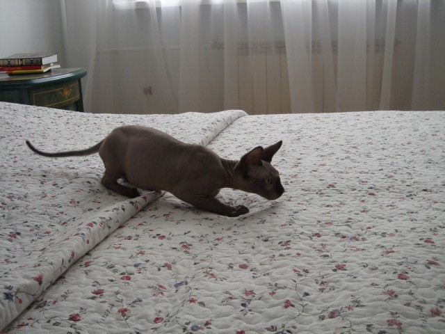 Котовторник (07.02.2012)