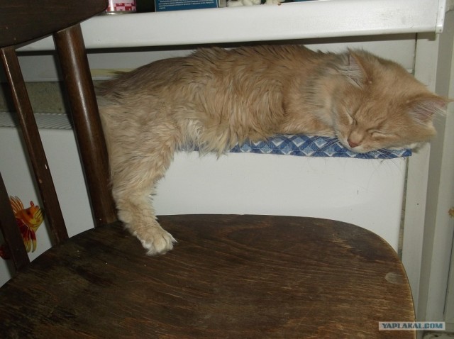 Котовторник  от 3.04.2012