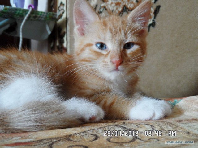 Котовторник 31.07.2012 г.