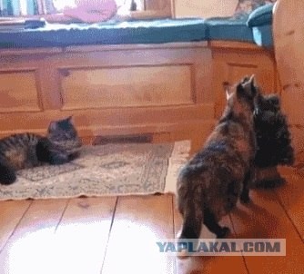 Неподдельный испуг