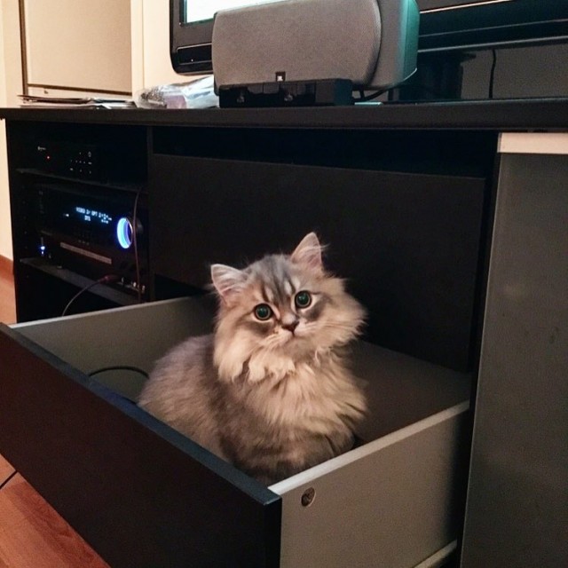 Забавные фото котеек