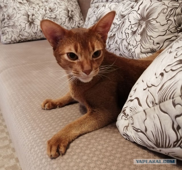 Котовторник *новогодний* 31/12/2019