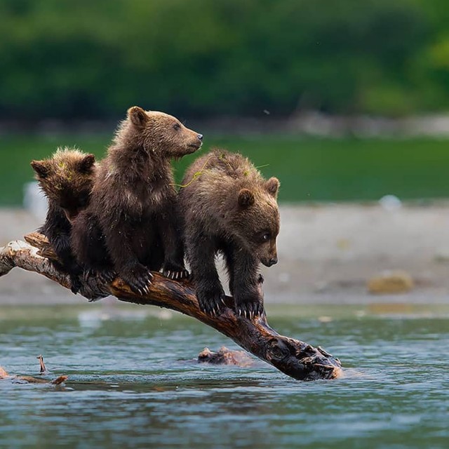 Забавные животные