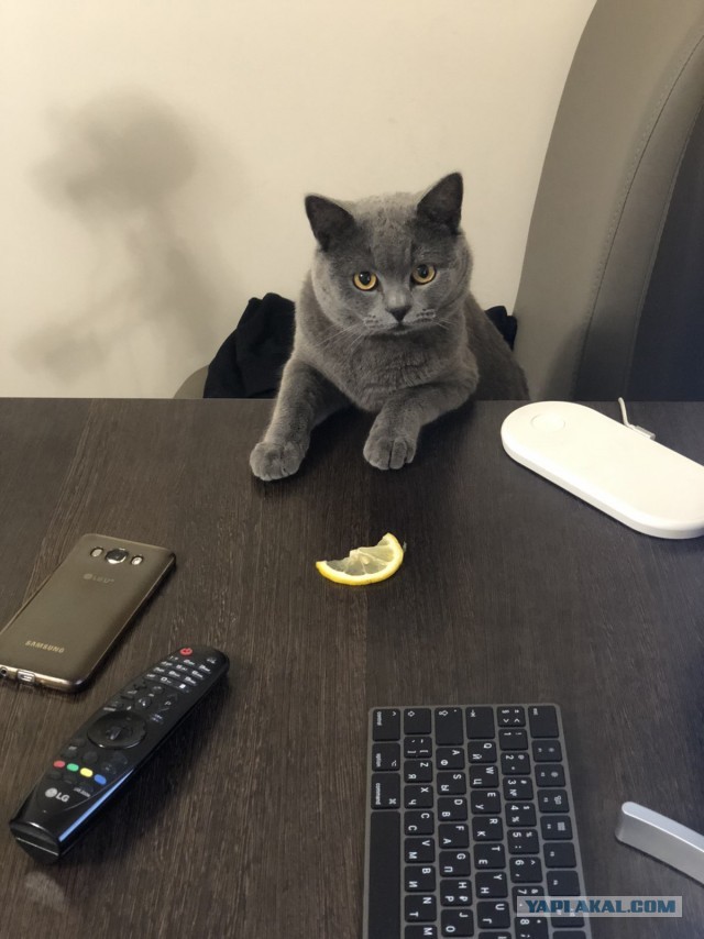 "Удоли!" Дурацкие фото котеек, которые они просили не показывать