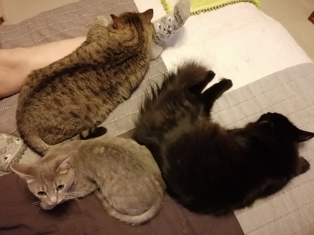 Котовторник же...