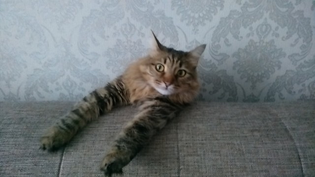 Девушка подстригла кошке шею, чтобы она стала красивее...