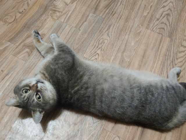 Котовторник. Февраль
