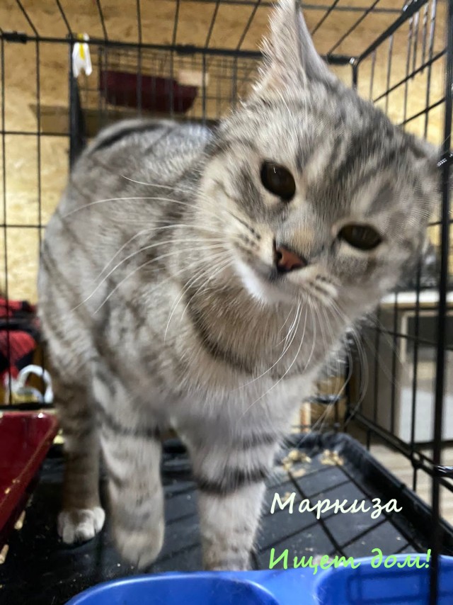 Жизнь домашнего приюта "Котоленд" 326