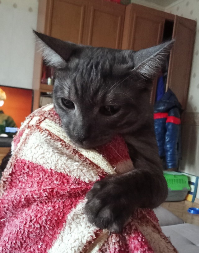 С праздником и котофторником!