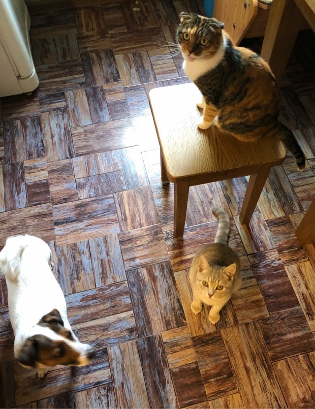 Котовторник. Королева помойки