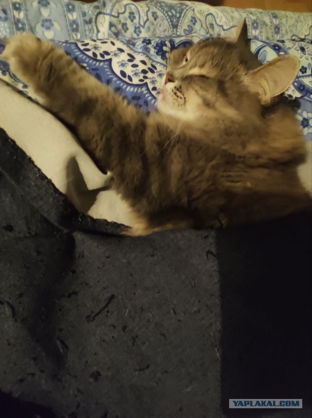 Котовторник 17.01.23