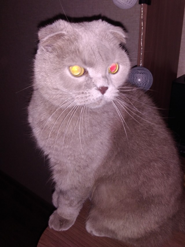 Коточетверг!