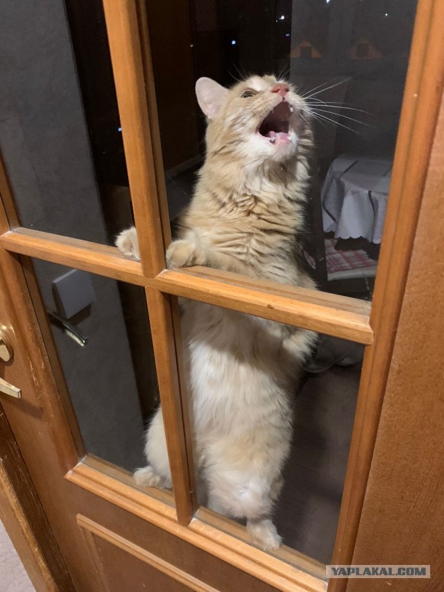 Не только котовторник, а еще и Всемирный день кошек!