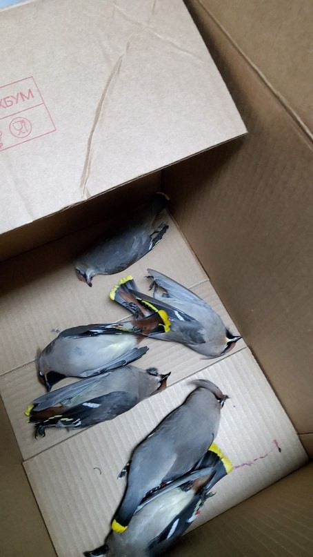 «Очухались и улетели». Житель Карелии открыл домашний вытрезвитель для птиц