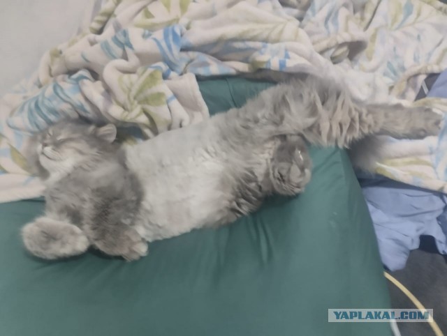 Когда кот не любит расчесываться