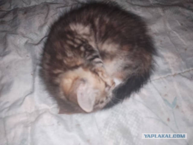 Жизнь домашнего приюта для котеек 471