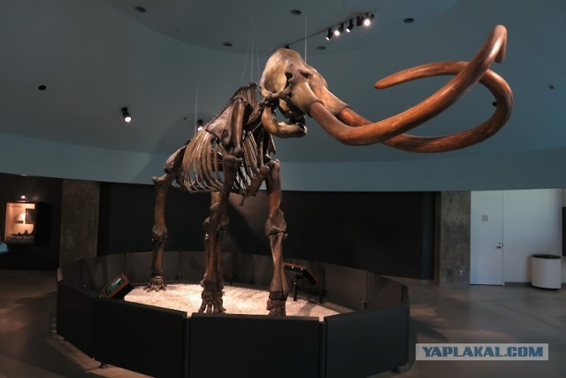 Битумные озера Ла-Брея (La Brea Tar Pits)