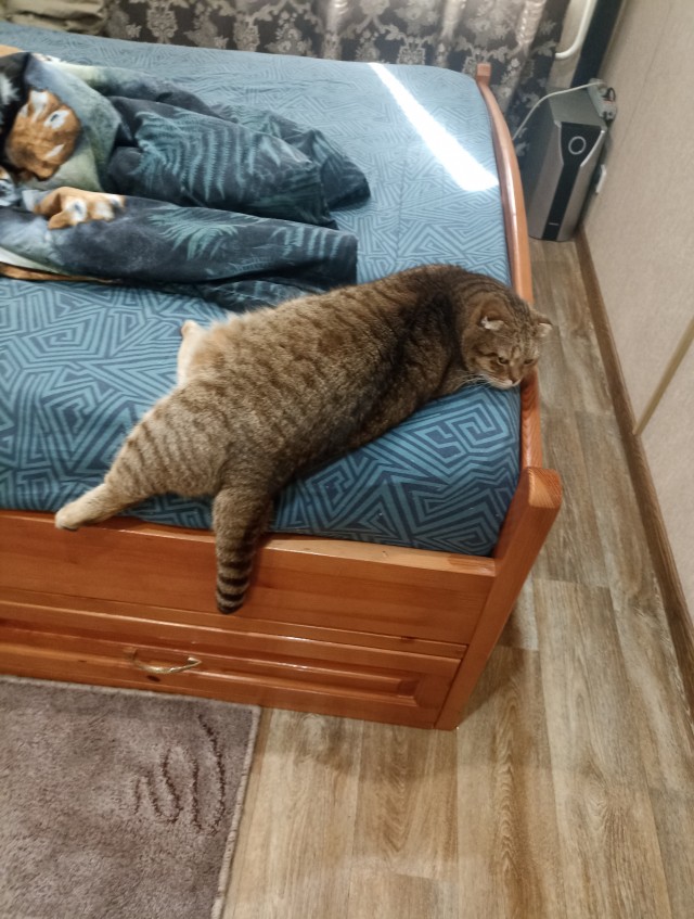 А в следующей жизни я хотел бы быть котом