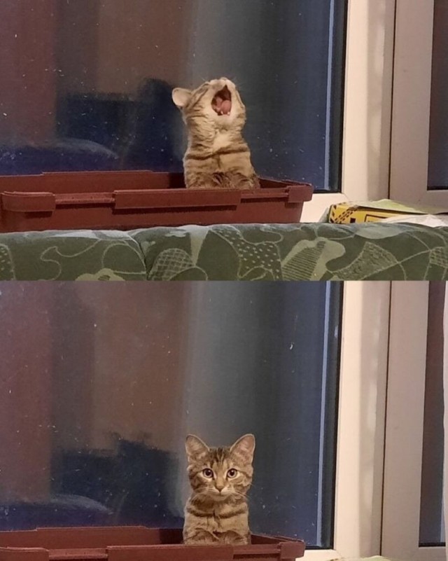 Вот и рассада поперла