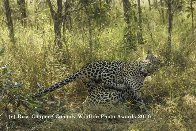 Самые смешные коты и кошки за всю историю комичного конкурса Comedy Wildlife Photography Awards