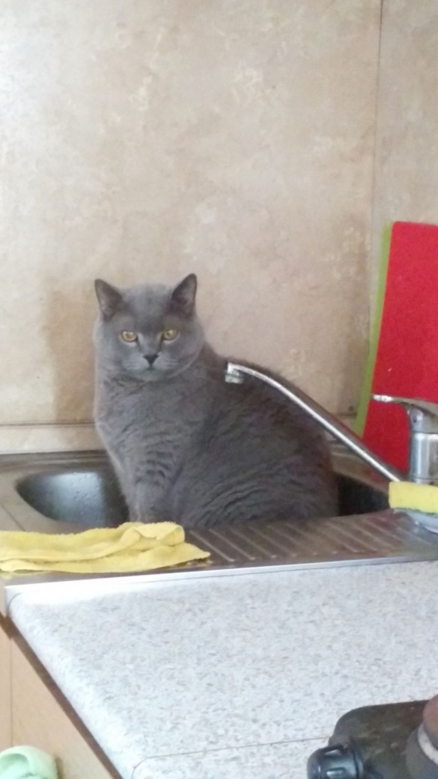Нефотогеничный кот