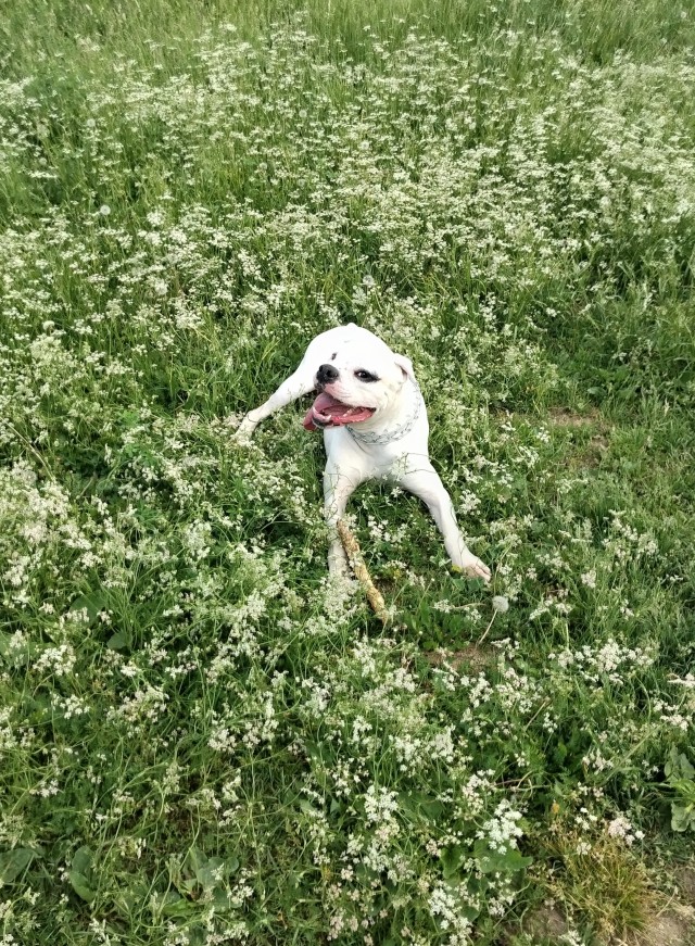 Собакочетверг!