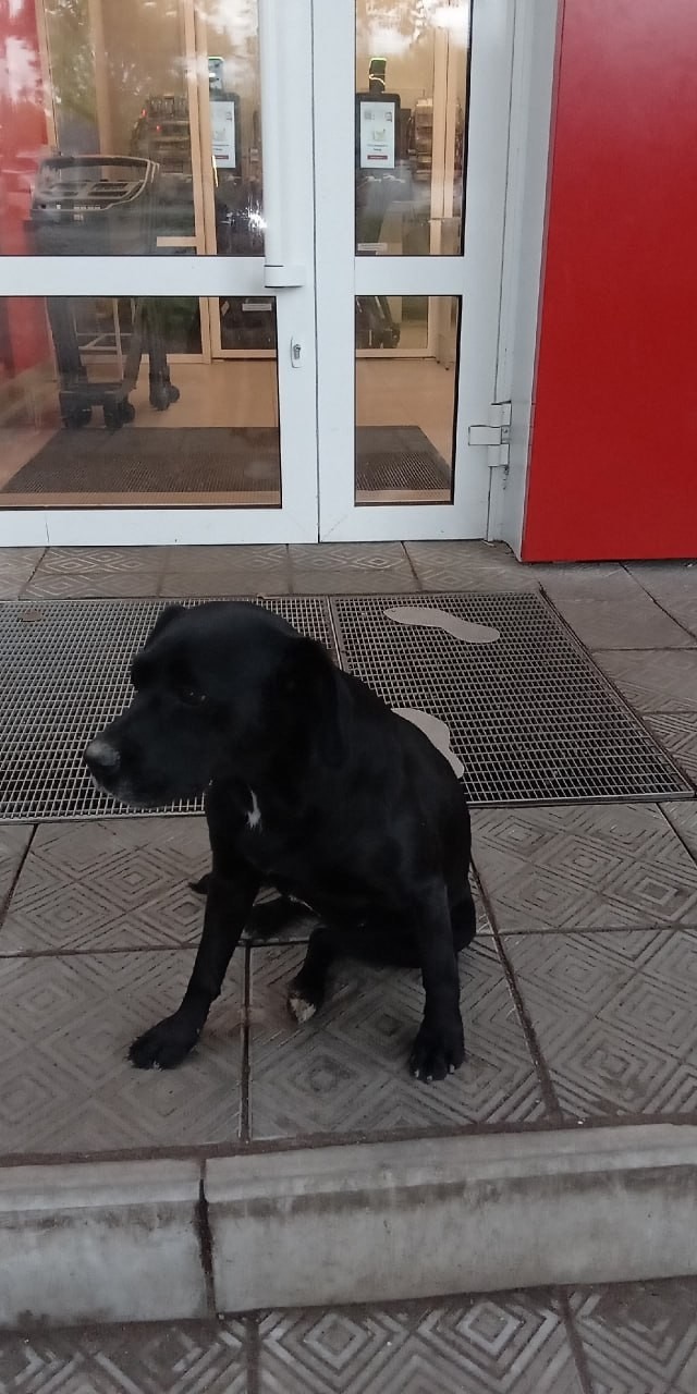 «Я пишу и плачу». Жительница Омска нашла собаку после почти трёх лет поисков.