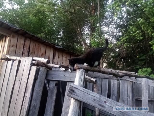 История одного котенка