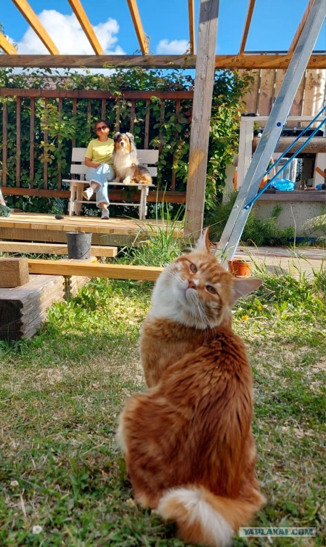 К предстоящему котовторнику