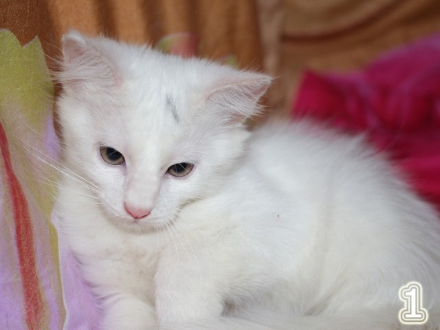 Белая сНежная кошечка познакомится с хозяином для создания семьи